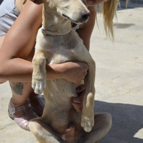 Image pour l'annonce ADOPTION SAUVETAGE CHIOT TYPE BERGER LUCA