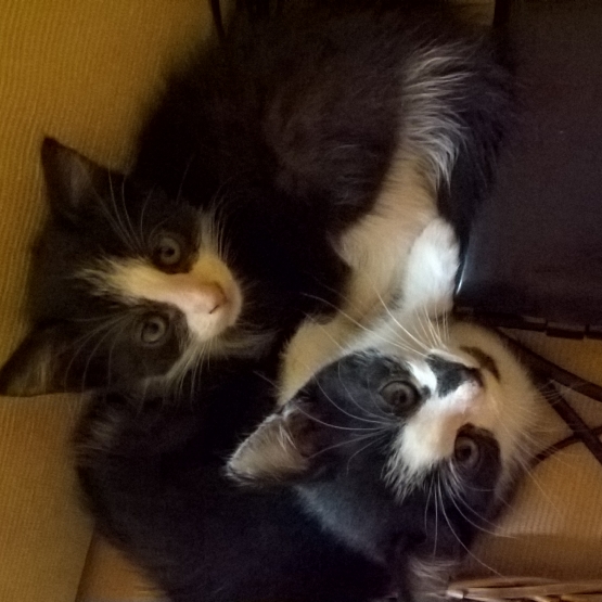 Image pour l'annonce Donne 2 chatons de 10 semaines