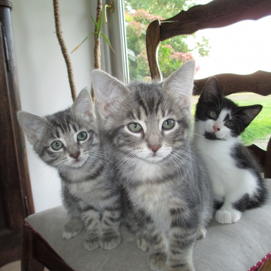 Image pour l'annonce A donner 3 chatons