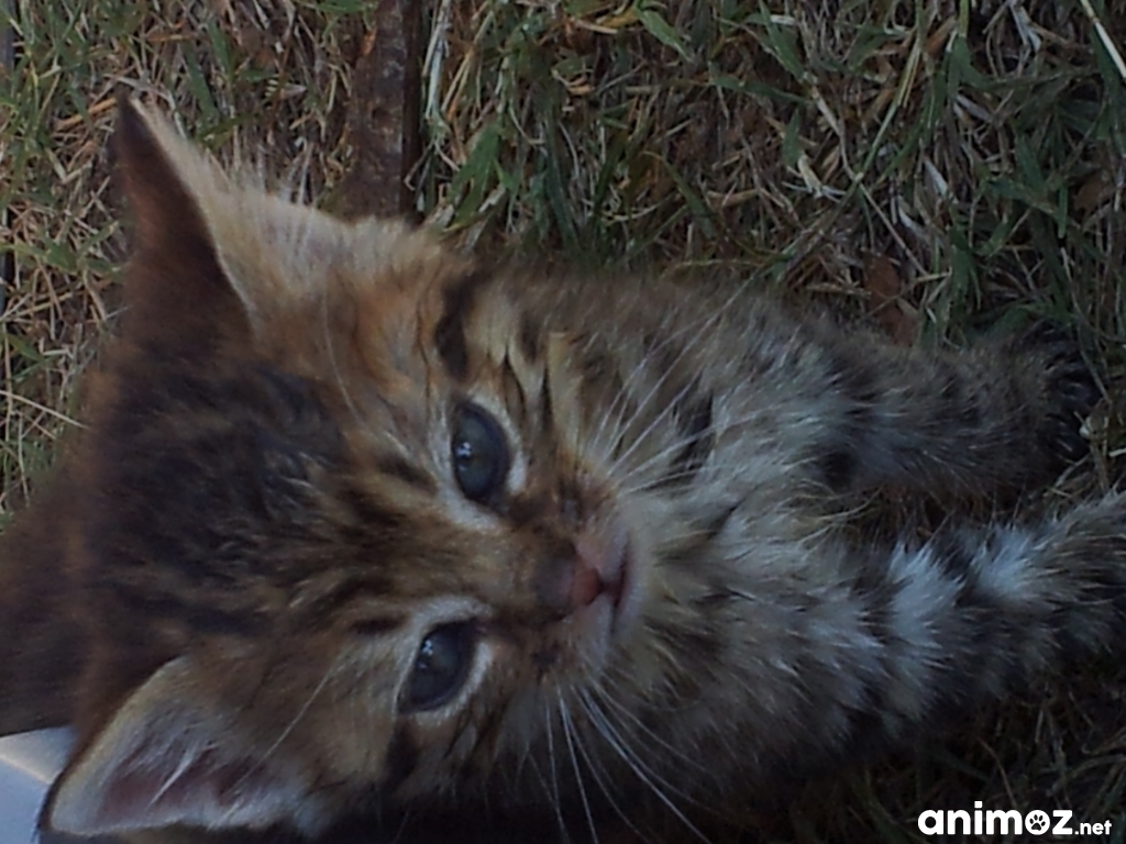 Donne chatons males contre bon soins IndreetLoire (37