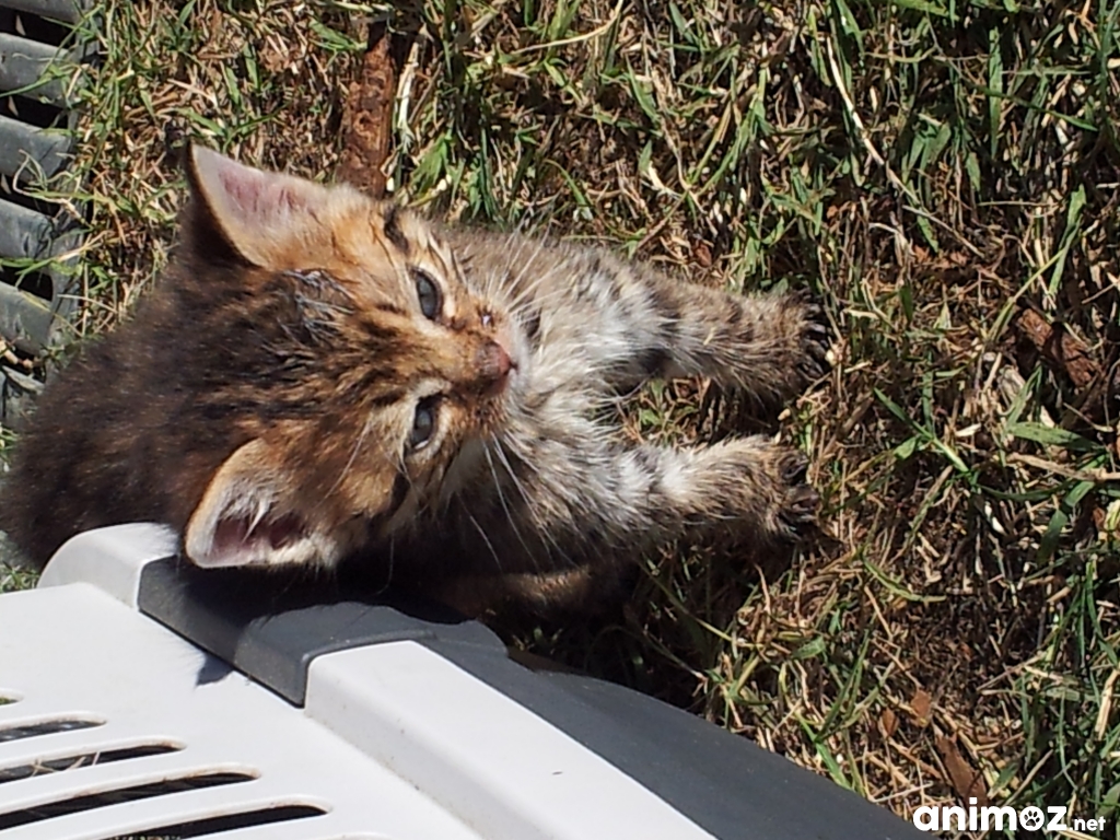 Donne chatons males contre bon soins IndreetLoire (37