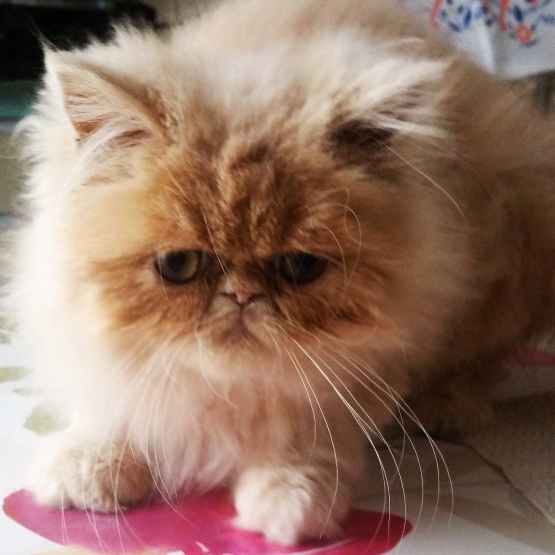 Image pour l'annonce adorables  chatons Persan