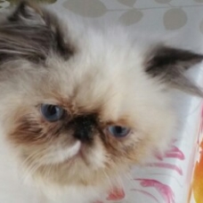 Image pour l'annonce adorables  chatons Persan