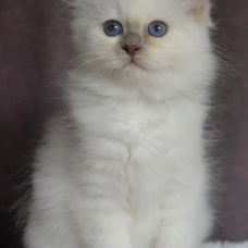 Image pour l'annonce chatons femelles sacré de Birmanie