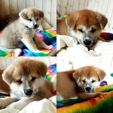 Image pour l'annonce Akita inu loof
