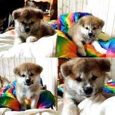 Image pour l'annonce Akita inu loof