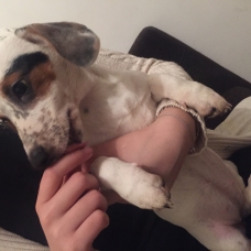 Image pour l'annonce Chiot type Jack Russel Terrier