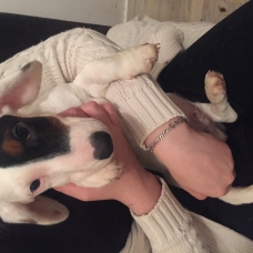 Image pour l'annonce Chiot type Jack Russel Terrier