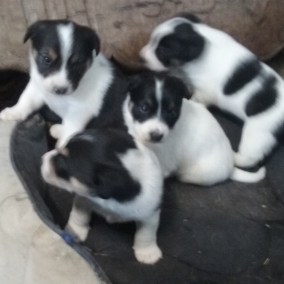 Image pour l'annonce Donne chiot croisé jack russel 2mois