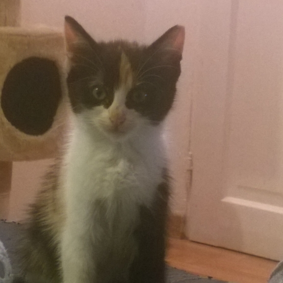 Image pour l'annonce donne petit chaton