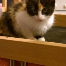 Image pour l'annonce donne petit chaton