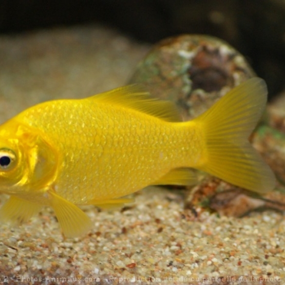 Image pour l'annonce Poissons Aquarium Fournitures