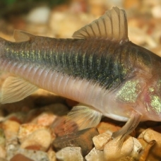 Image pour l'annonce Poissons Aquarium Fournitures