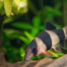 Image pour l'annonce Poissons Aquarium Fournitures