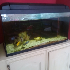 Image pour l'annonce Poissons Aquarium Fournitures