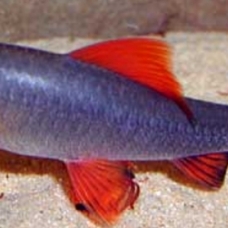 Image pour l'annonce Poissons Aquarium Fournitures