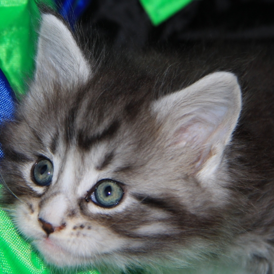 Image pour l'annonce 2 chatons Maine Coon mâles adorables