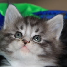 Image pour l'annonce 2 chatons Maine Coon mâles adorables