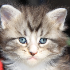 Image pour l'annonce 2 chatons Maine Coon mâles adorables