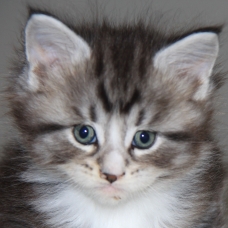 Image pour l'annonce 2 chatons Maine Coon mâles adorables