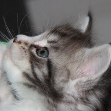 Image pour l'annonce 2 chatons Maine Coon mâles adorables