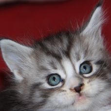 Image pour l'annonce 2 chatons Maine Coon mâles adorables