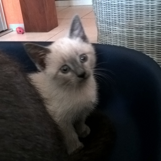 Image pour l'annonce chaton à donner