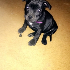 Image pour l'annonce vend femelle staffordshire bull terrier