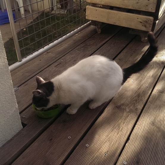 Image pour l'annonce A adopter femelle
