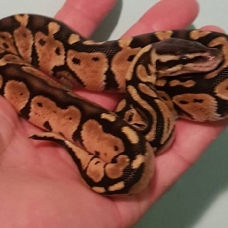 Image pour l'annonce Vend ou échange Python régius Pastel