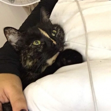 Image pour l'annonce Donne chat