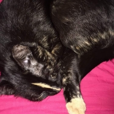 Image pour l'annonce Donne chat
