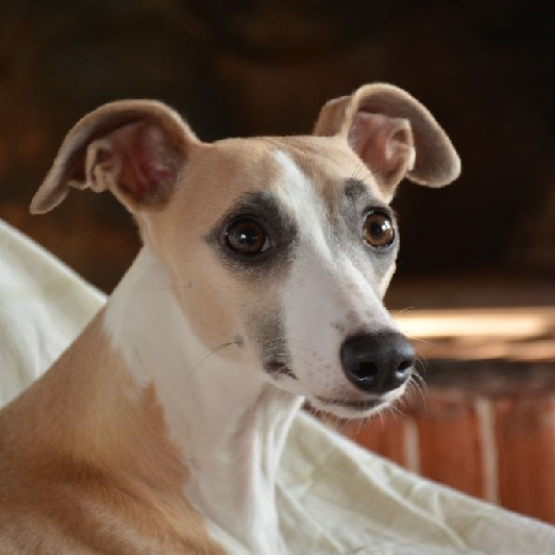 Image pour l'annonce vend adorables chiots whippet