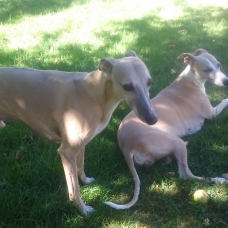 Image pour l'annonce vend adorables chiots whippet