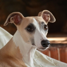 Image pour l'annonce vend adorables chiots whippet