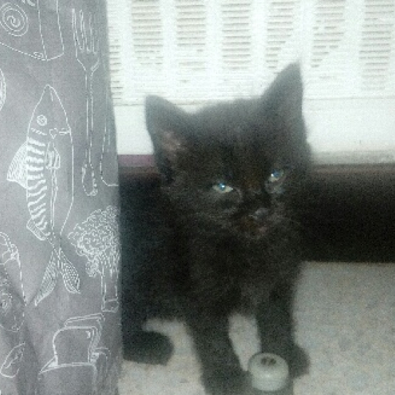 Image pour l'annonce donne 3 chatons