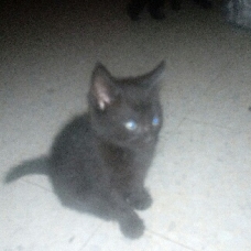 Image pour l'annonce donne 3 chatons