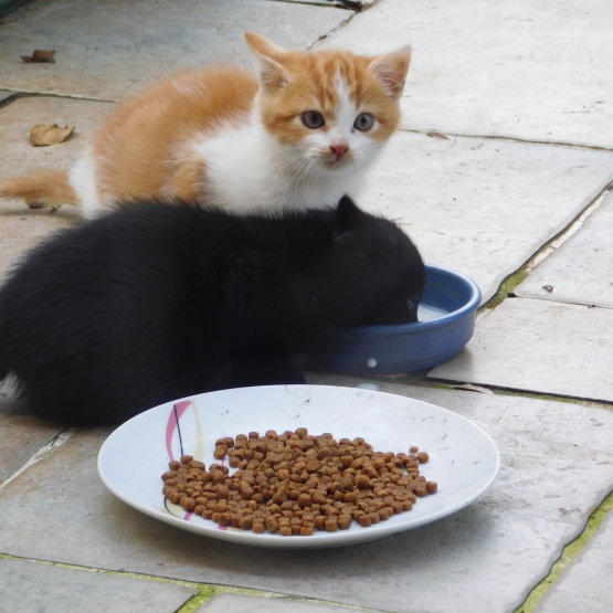 Image pour l'annonce Donne 2 adorables chatons