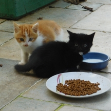 Image pour l'annonce Donne 2 adorables chatons