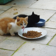 Image pour l'annonce Donne 2 adorables chatons