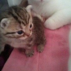 Image pour l'annonce donne 5 chatons trop mignons
