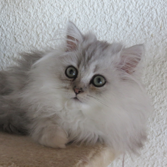 Image pour l'annonce Chaton persan mâle disponible de suite