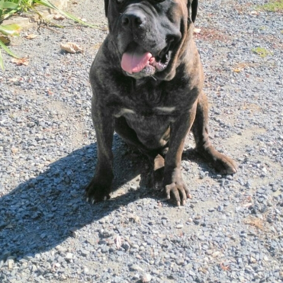Image pour l'annonce Chiots cane corso