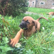 Image pour l'annonce Chiots cane corso