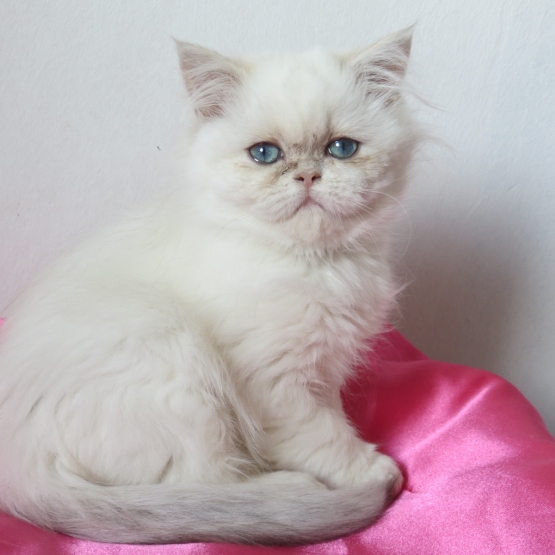 Image pour l'annonce Dispo de suite magnifique chaton persan femelle