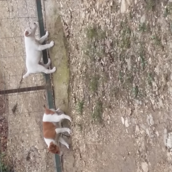 Image pour l'annonce Vends chiots type Fox Terrier à poil lisse