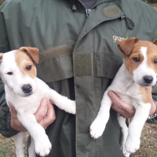 Image pour l'annonce Vends chiots type Fox Terrier à poil lisse