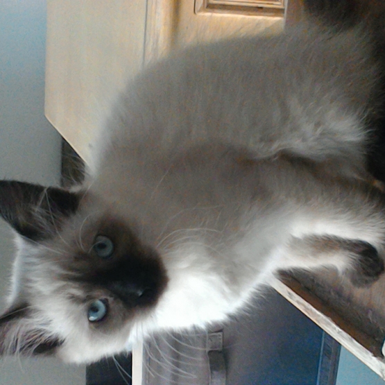 Image pour l'annonce Beau chaton type siamois femelle poils mi longs