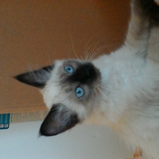 Image pour l'annonce Beau chaton type siamois femelle poils mi longs