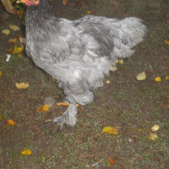 Image pour l'annonce donne coq brahma